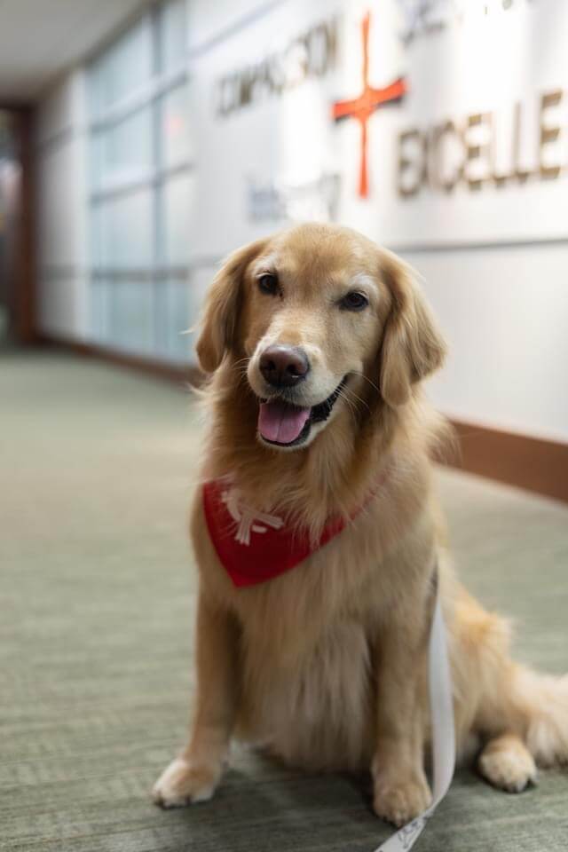 Gracie Maize, Certified Therapy Dog